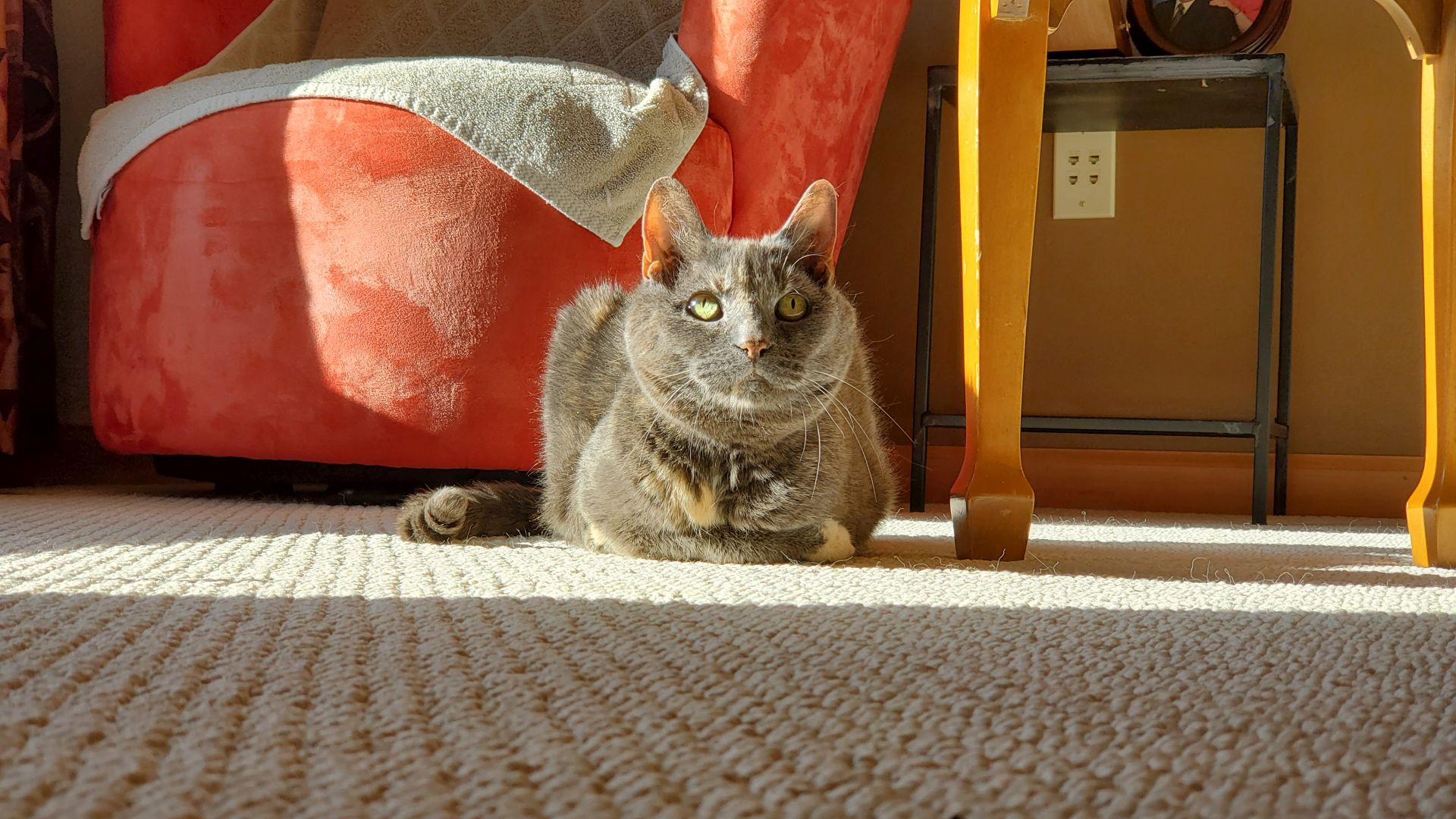 My cat Cinders sitting as a loaf