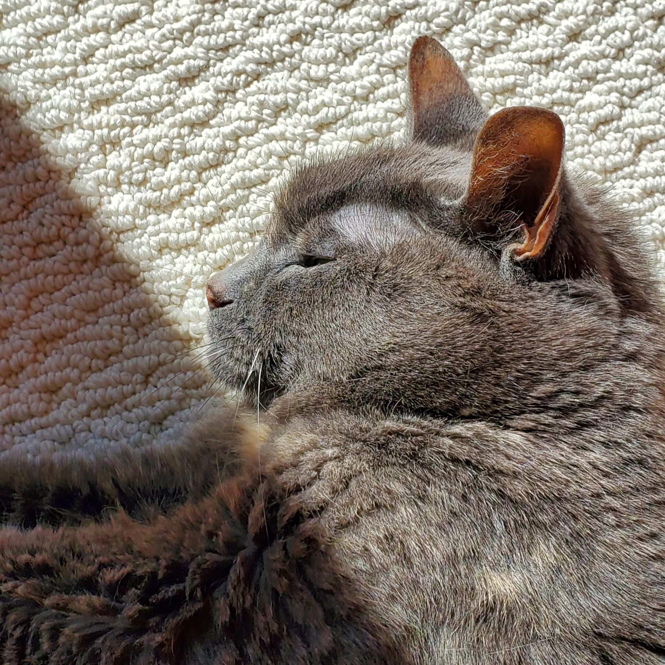 My cat Cinders relaxed laying on the floor