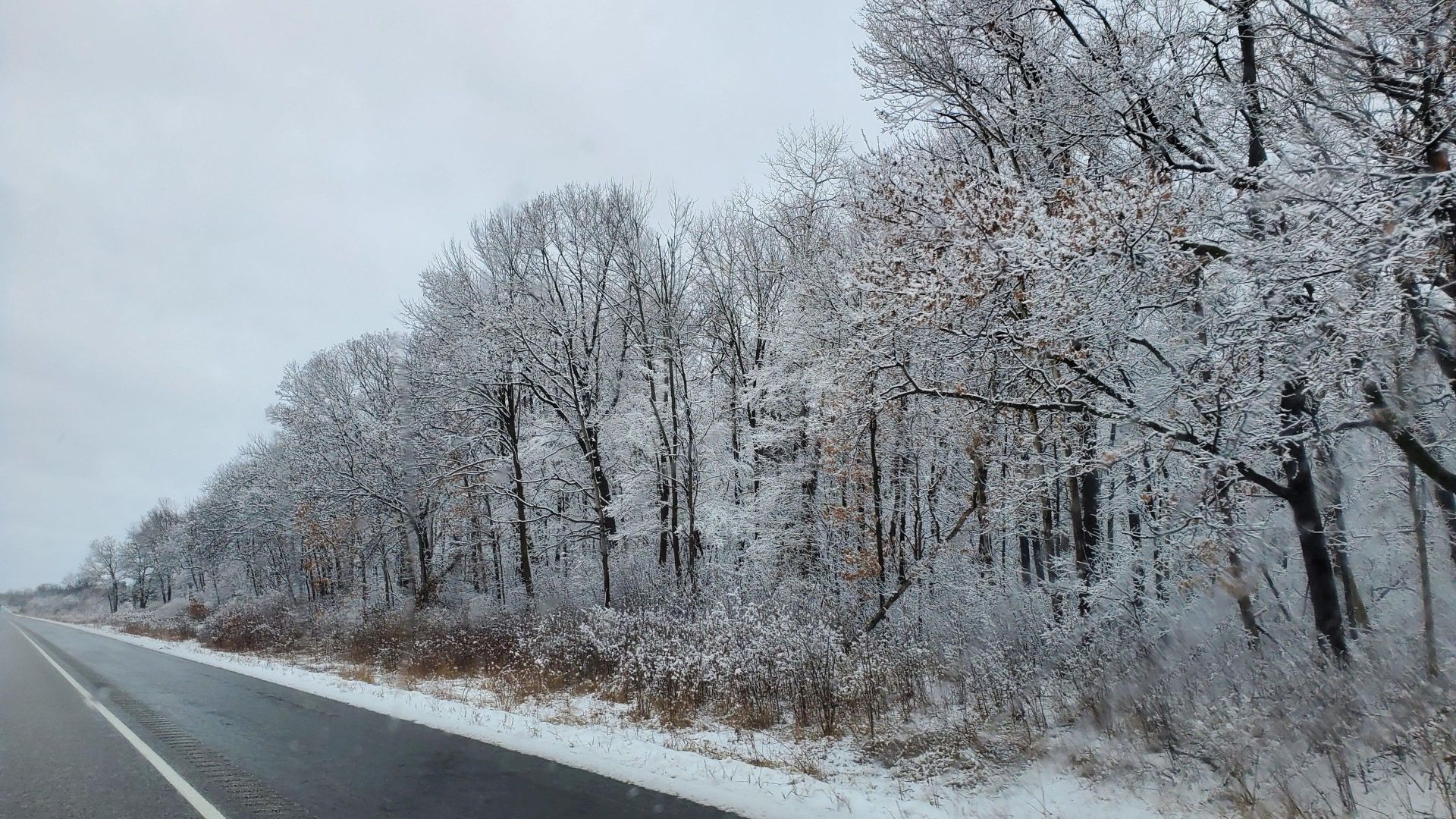Snow on trees
